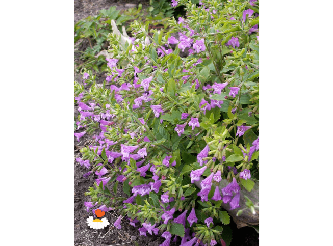 Calamintha grandiflora